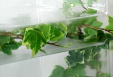 Ivy Shelf